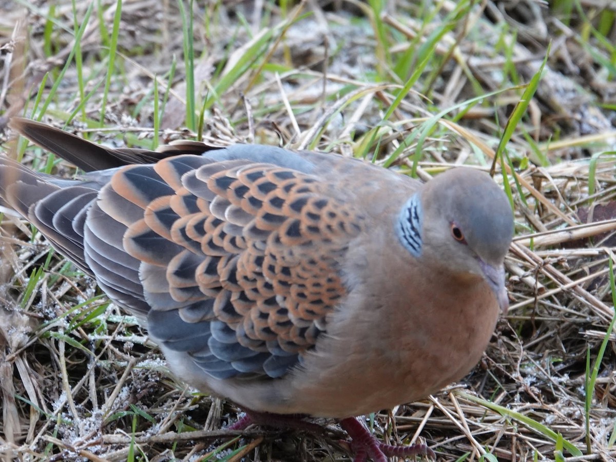 金背鳩 - ML645446042