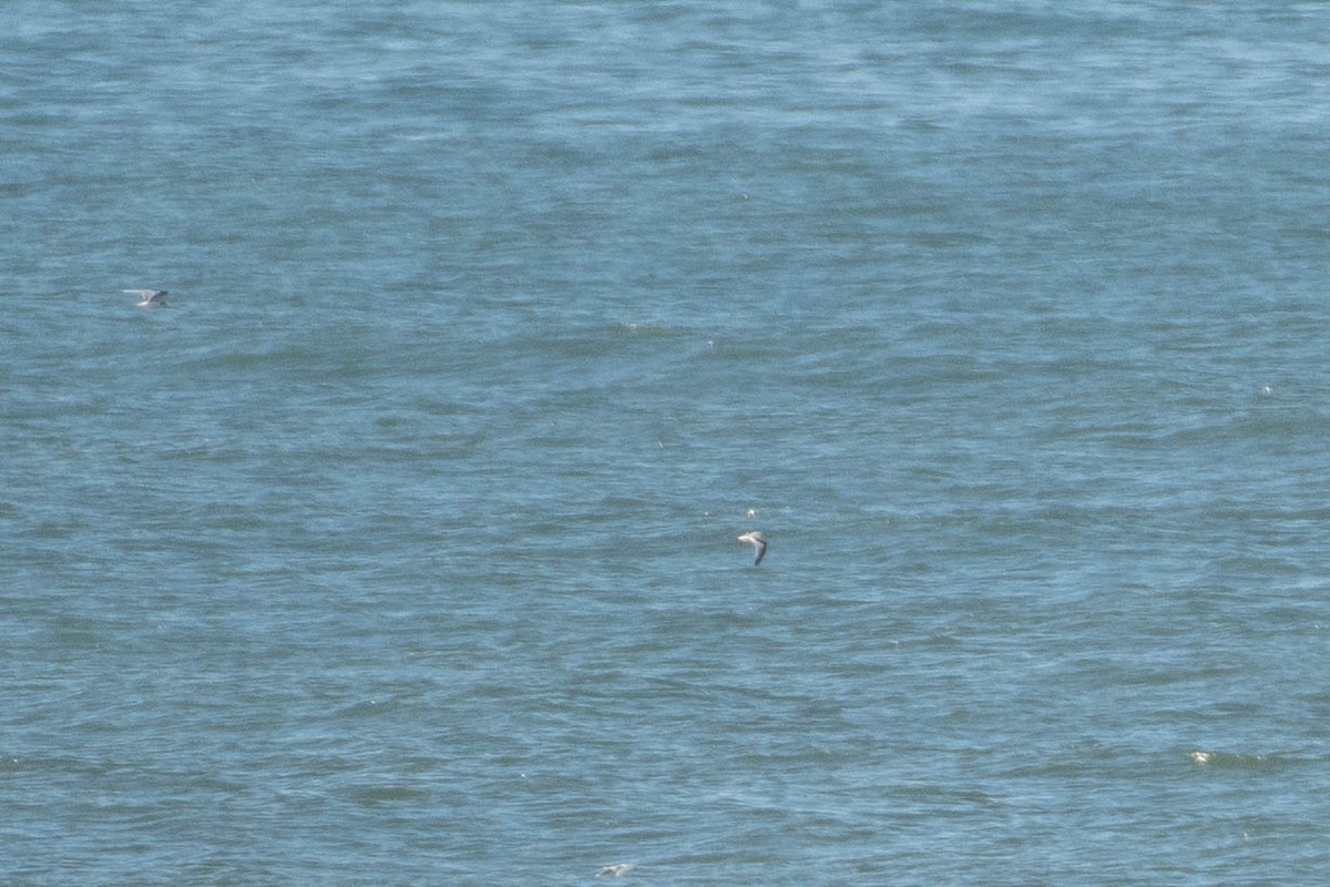 krykkje - ML645446058