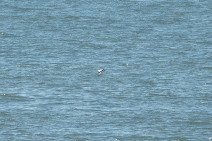 krykkje - ML645446059