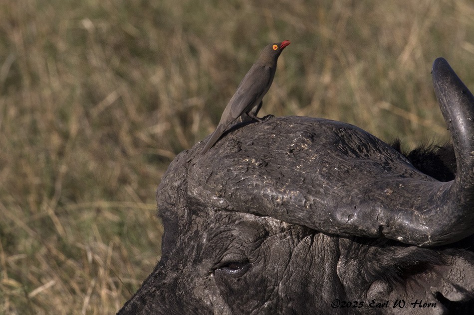Picabueyes Piquirrojo - ML645446071