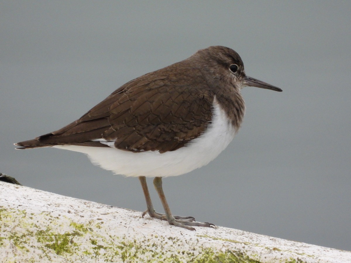 磯鷸 - ML645446072