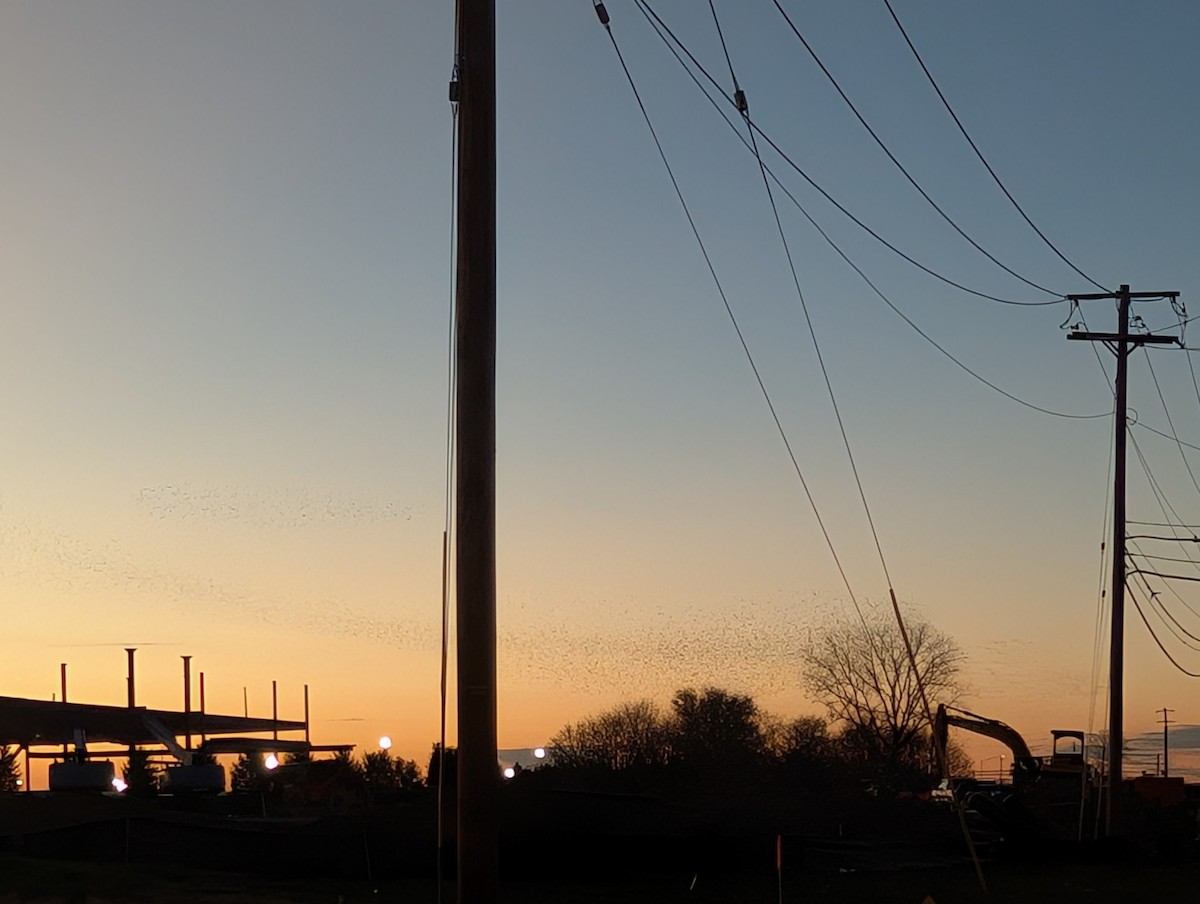 Шпак звичайний - ML645446073