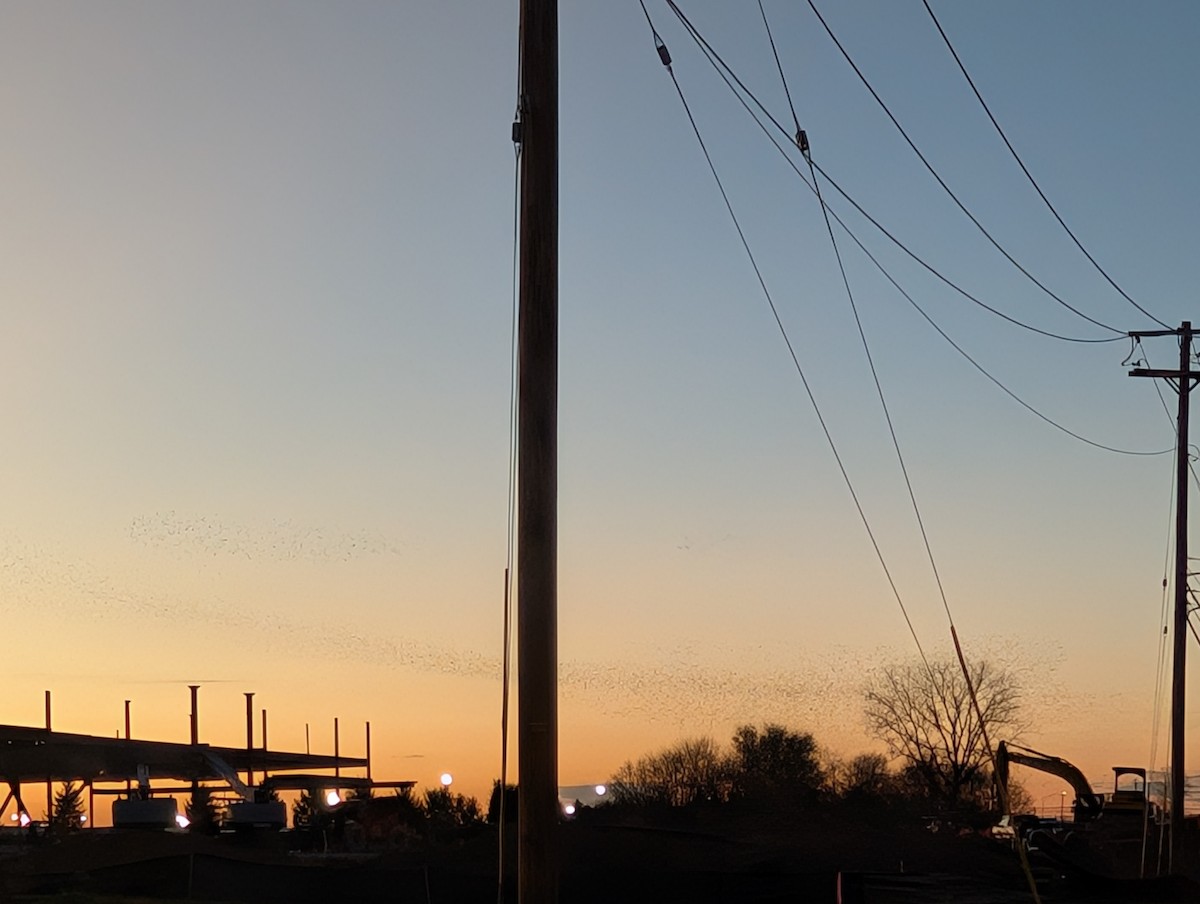 Шпак звичайний - ML645446074