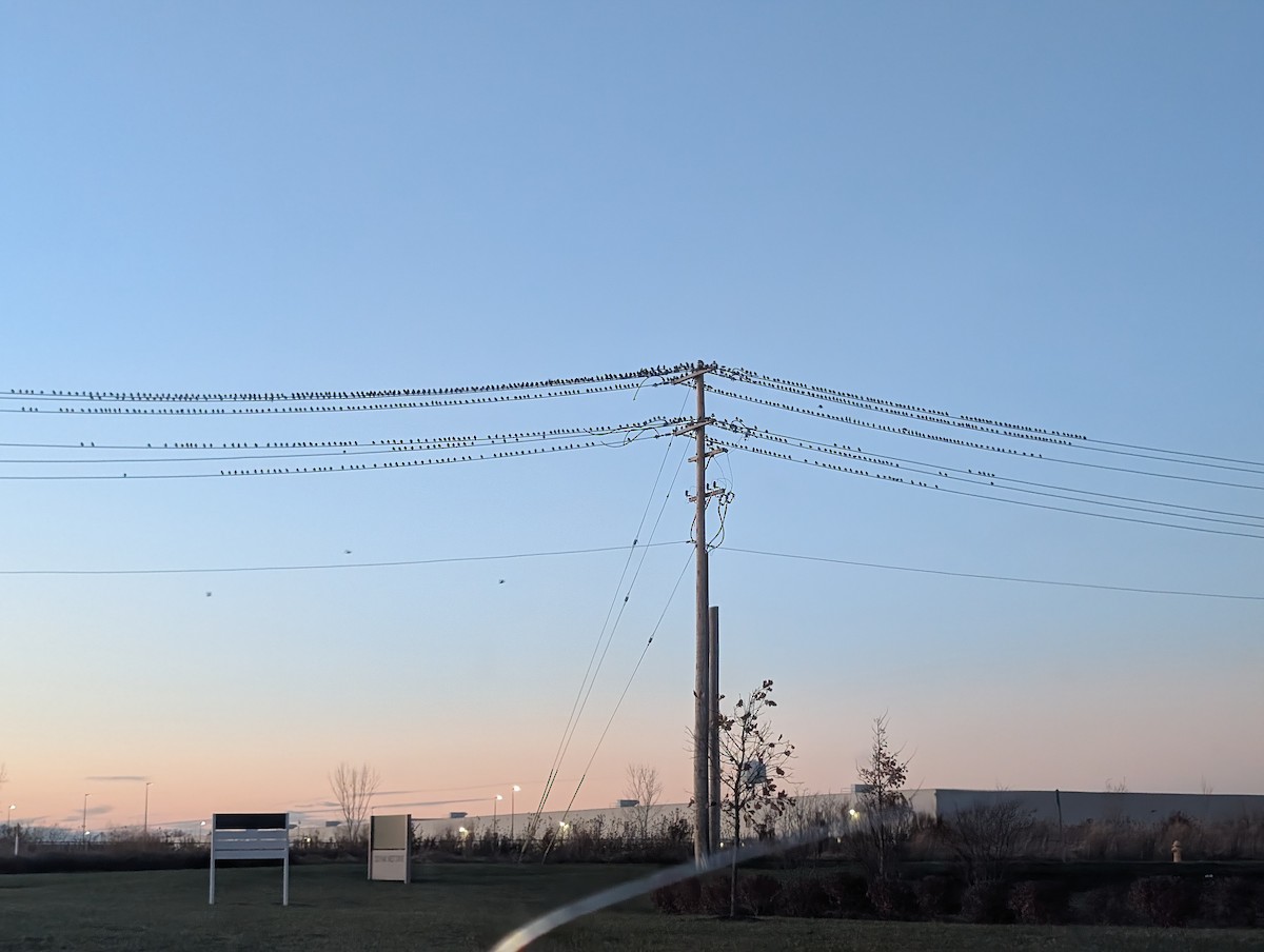 Шпак звичайний - ML645446075