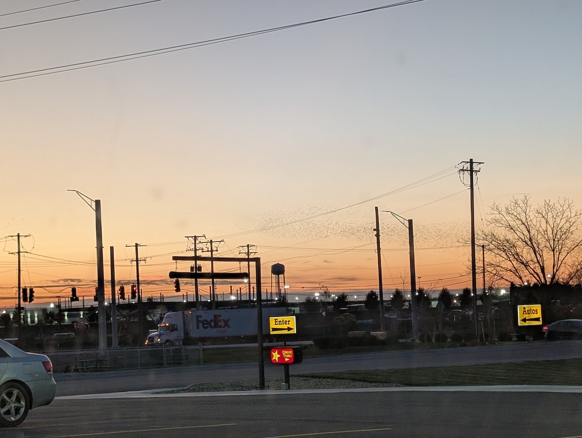 Шпак звичайний - ML645446076