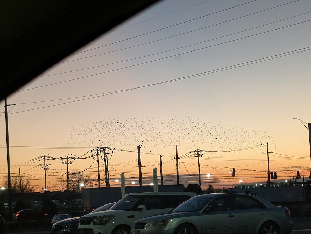 Шпак звичайний - ML645446077