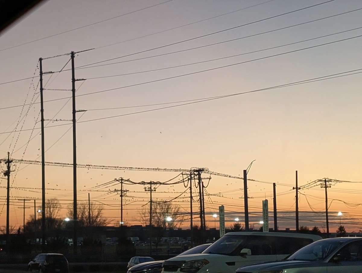 Шпак звичайний - ML645446078