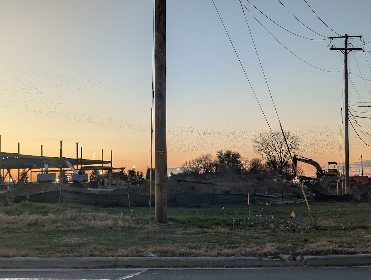 Шпак звичайний - ML645446079