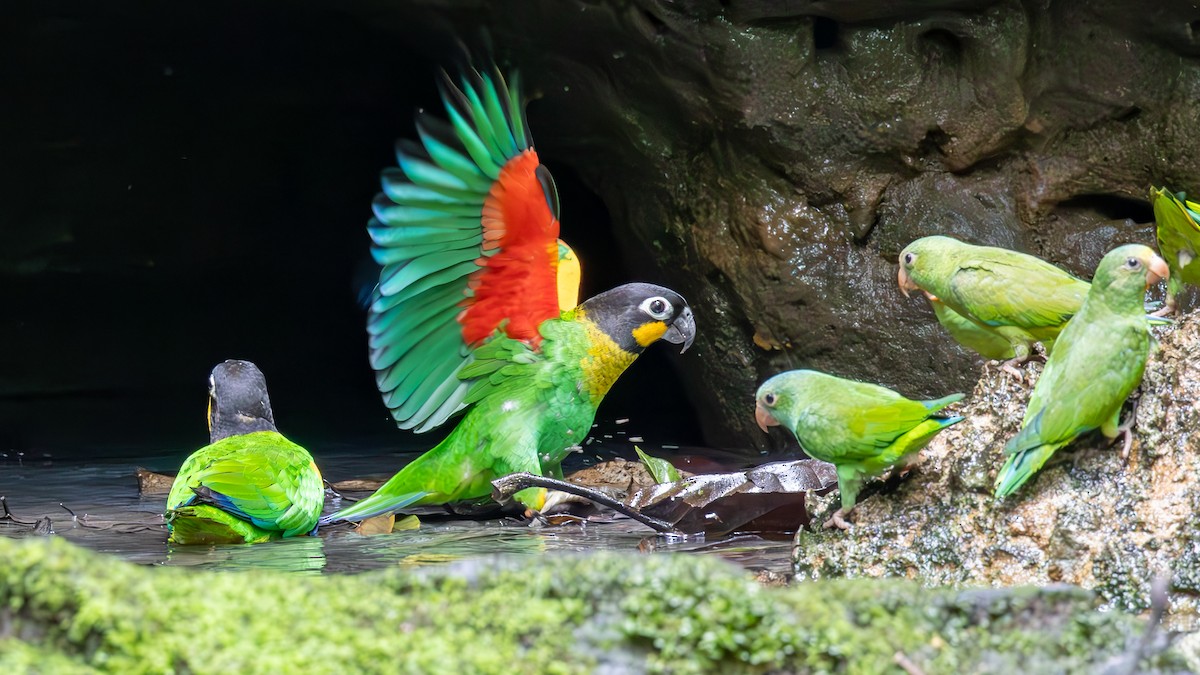 Orange-cheeked Parrot - ML645446092