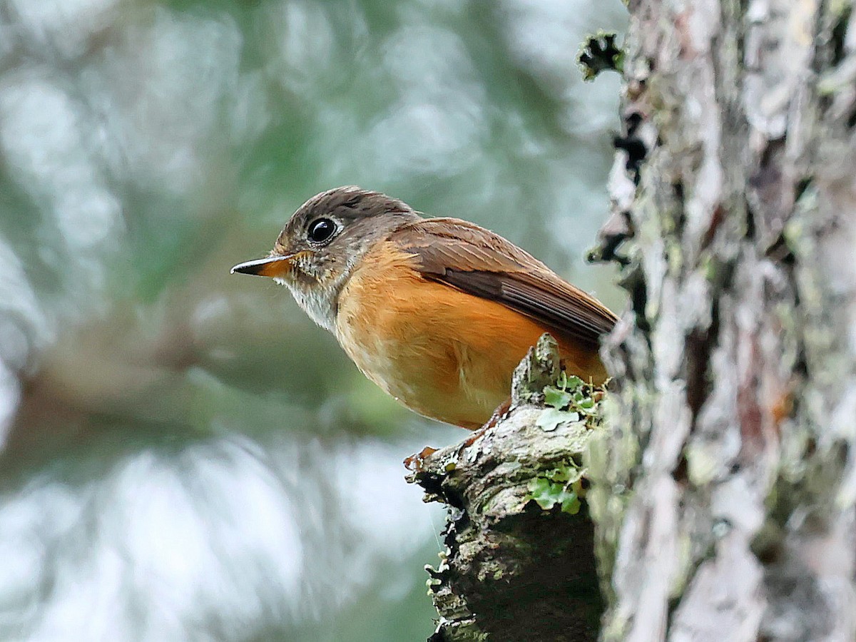 Ferruginous Flycatcher - ML645446097