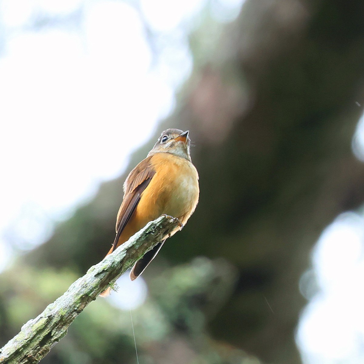Ferruginous Flycatcher - ML645446098