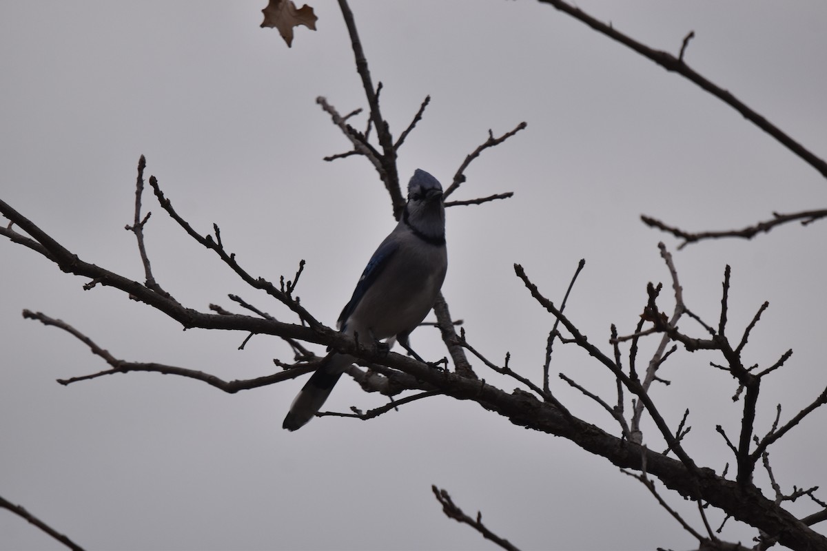 Blue Jay - ML645446112