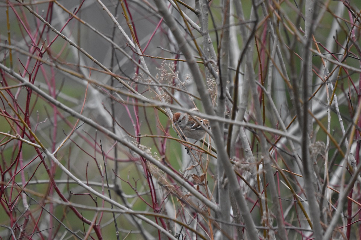 American Tree Sparrow - ML645446117