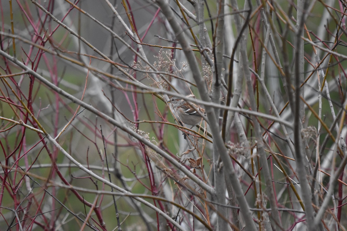 American Tree Sparrow - ML645446118