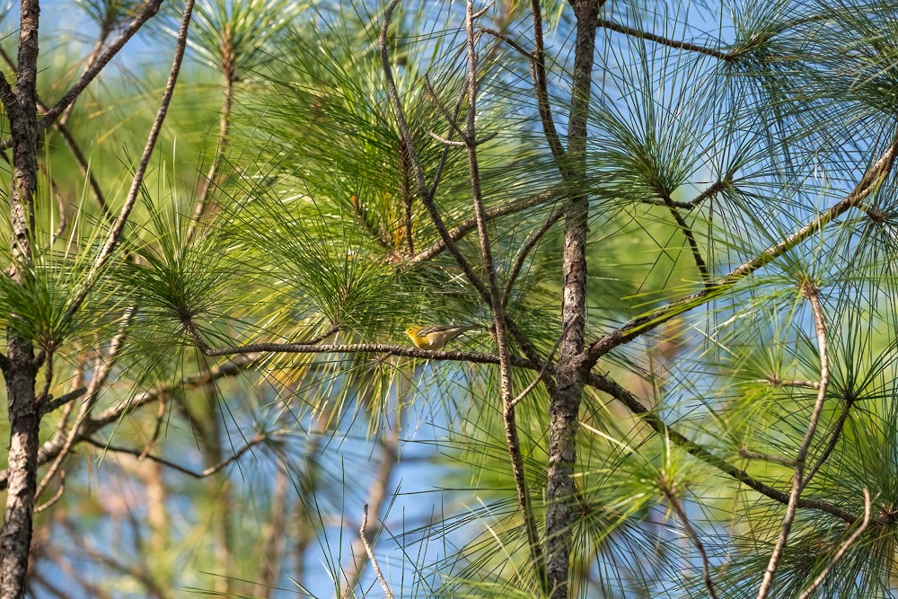 Pine Warbler - ML645446122