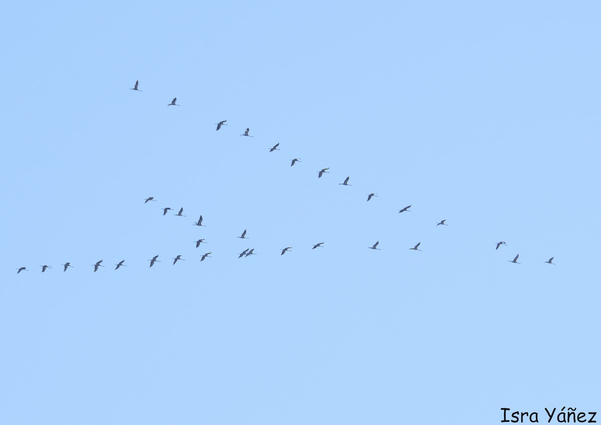 灰鶴 - ML645446139