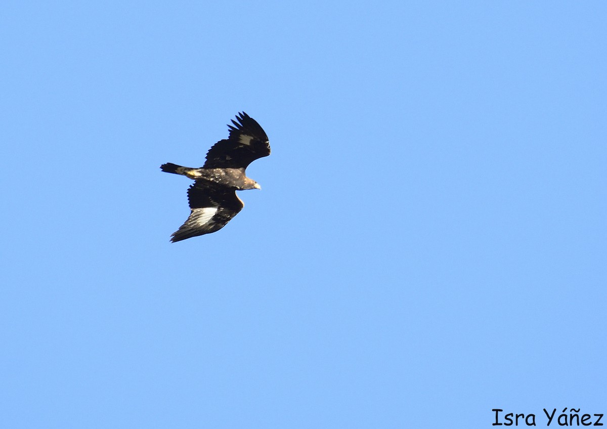 Golden Eagle - ML645446145