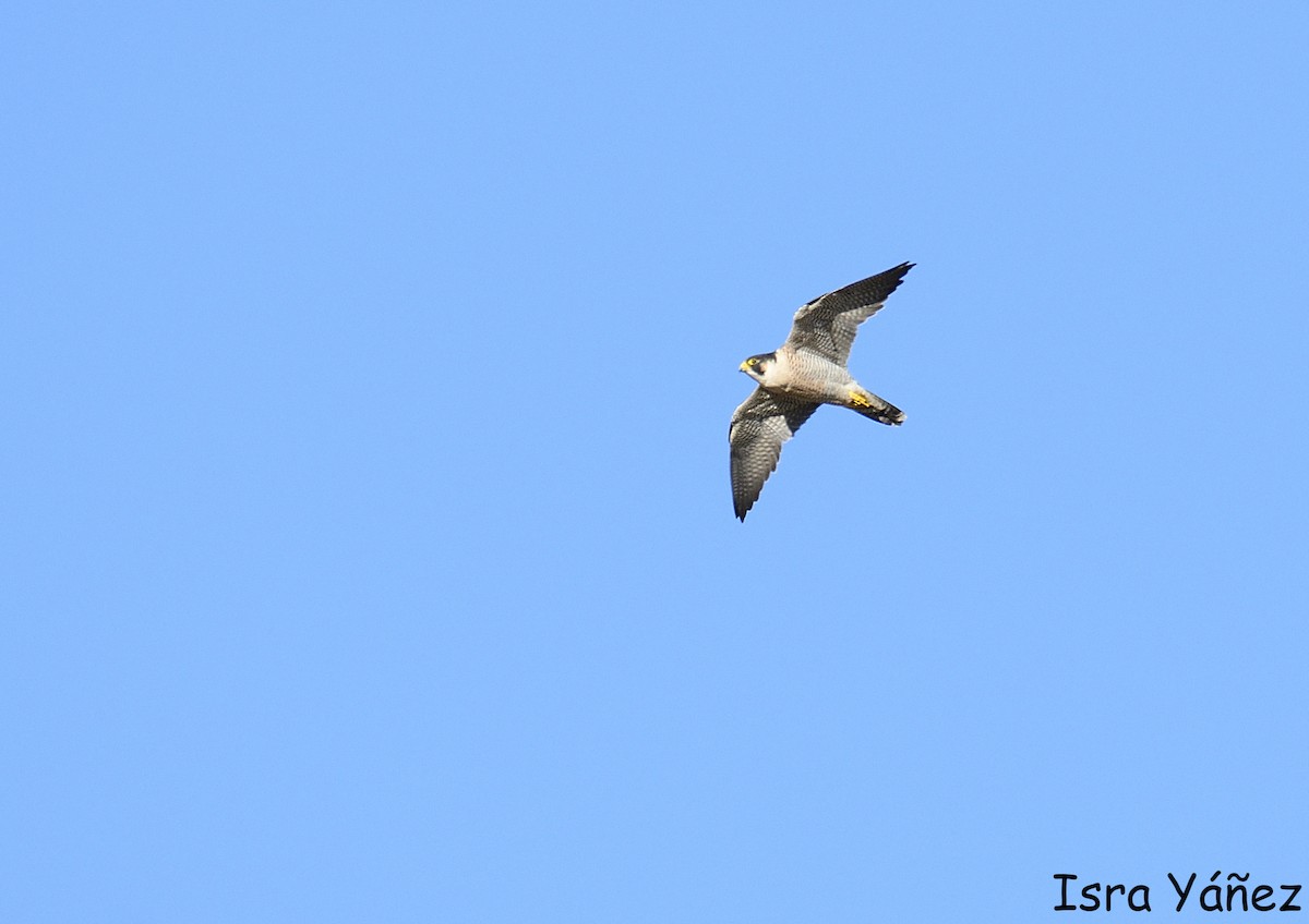 Peregrine Falcon - ML645446146