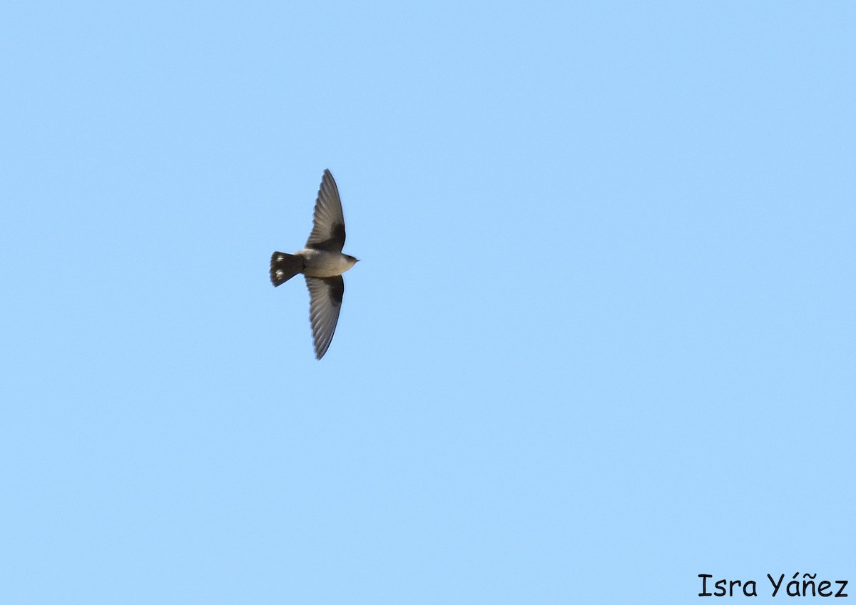 Eurasian Crag-Martin - ML645446149