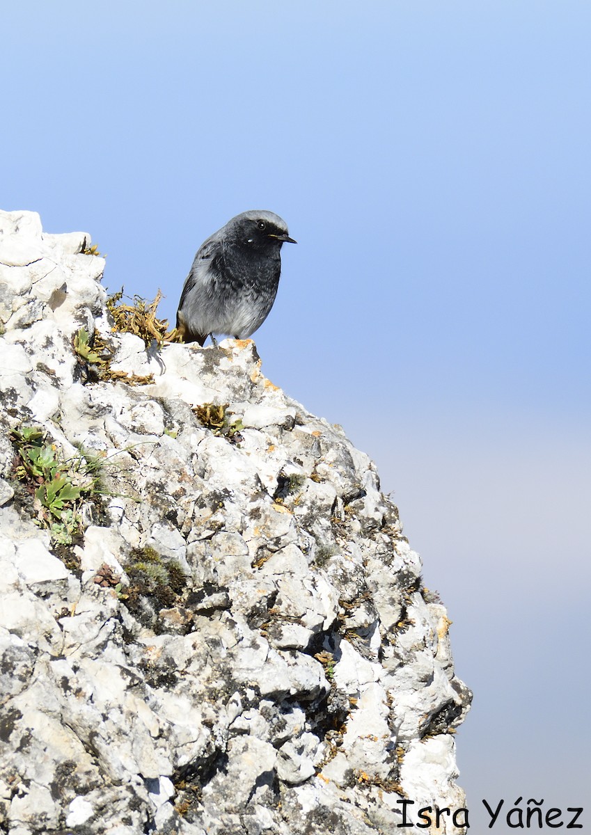 Black Redstart - ML645446154