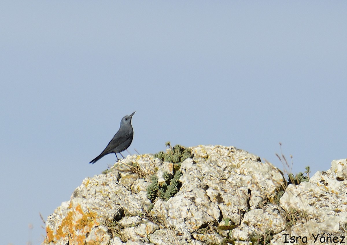 Blue Rock-Thrush - ML645446156