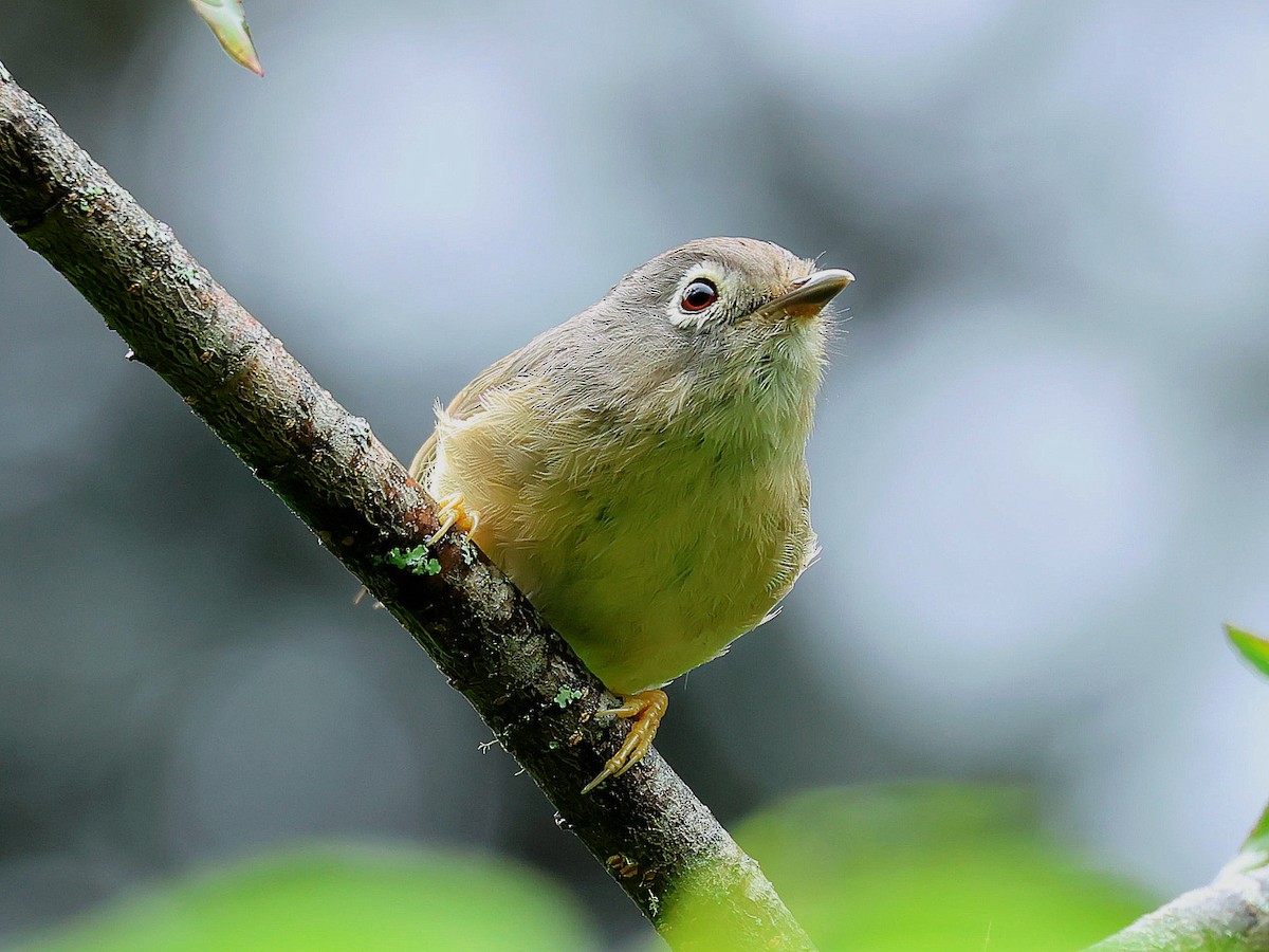 メジロチメドリ - ML645446158