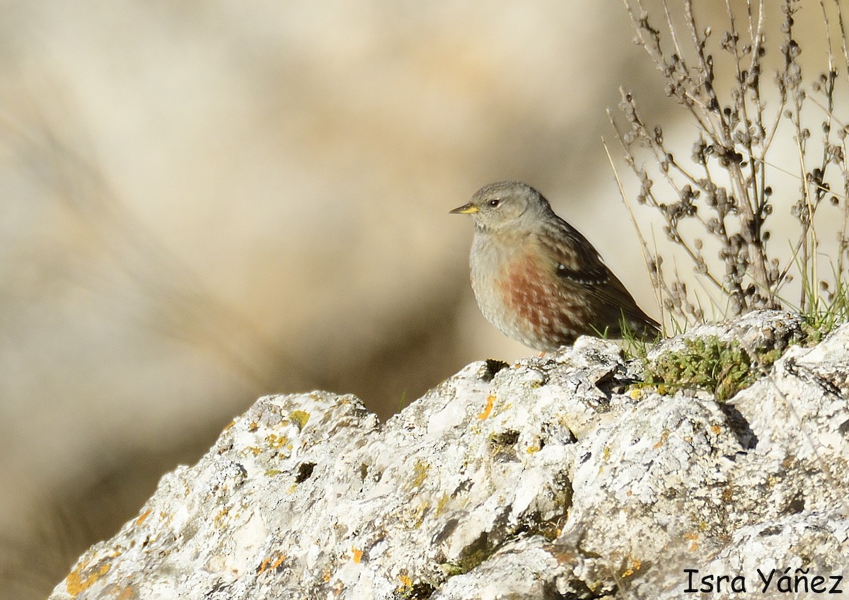 Alpine Accentor - ML645446160