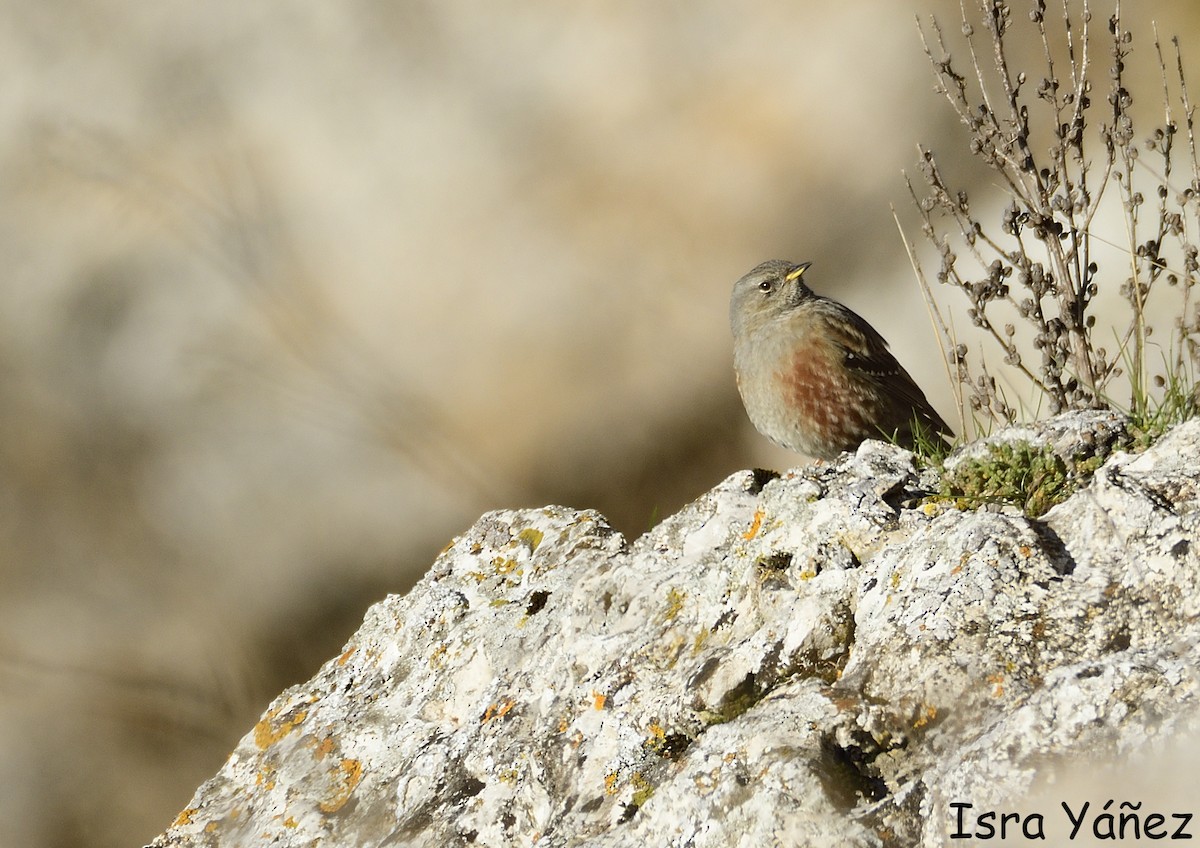 Alpine Accentor - ML645446161