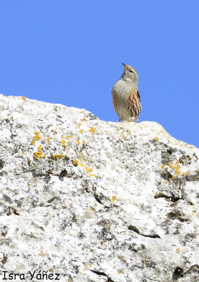Alpine Accentor - ML645446162