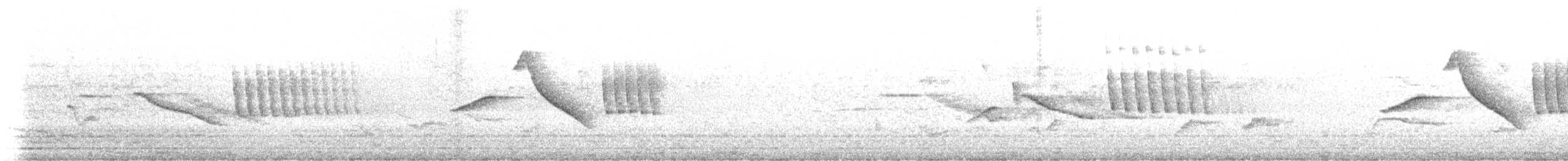 Chingolo Común - ML645446164