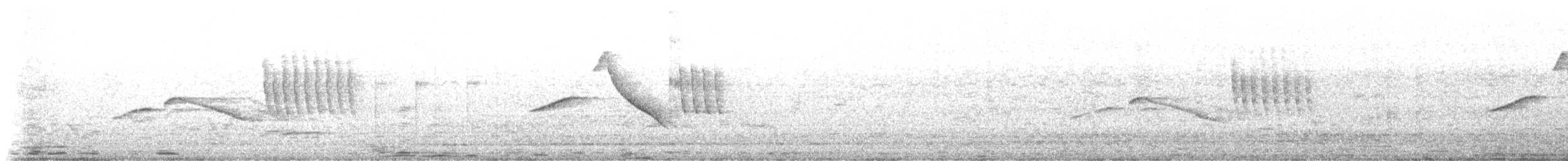 Chingolo Común - ML645446165