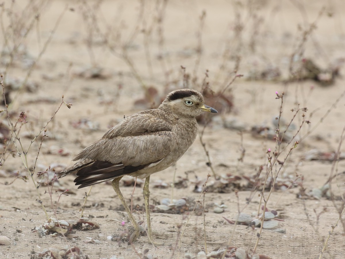 Peruvian Thick-knee - ML645446170