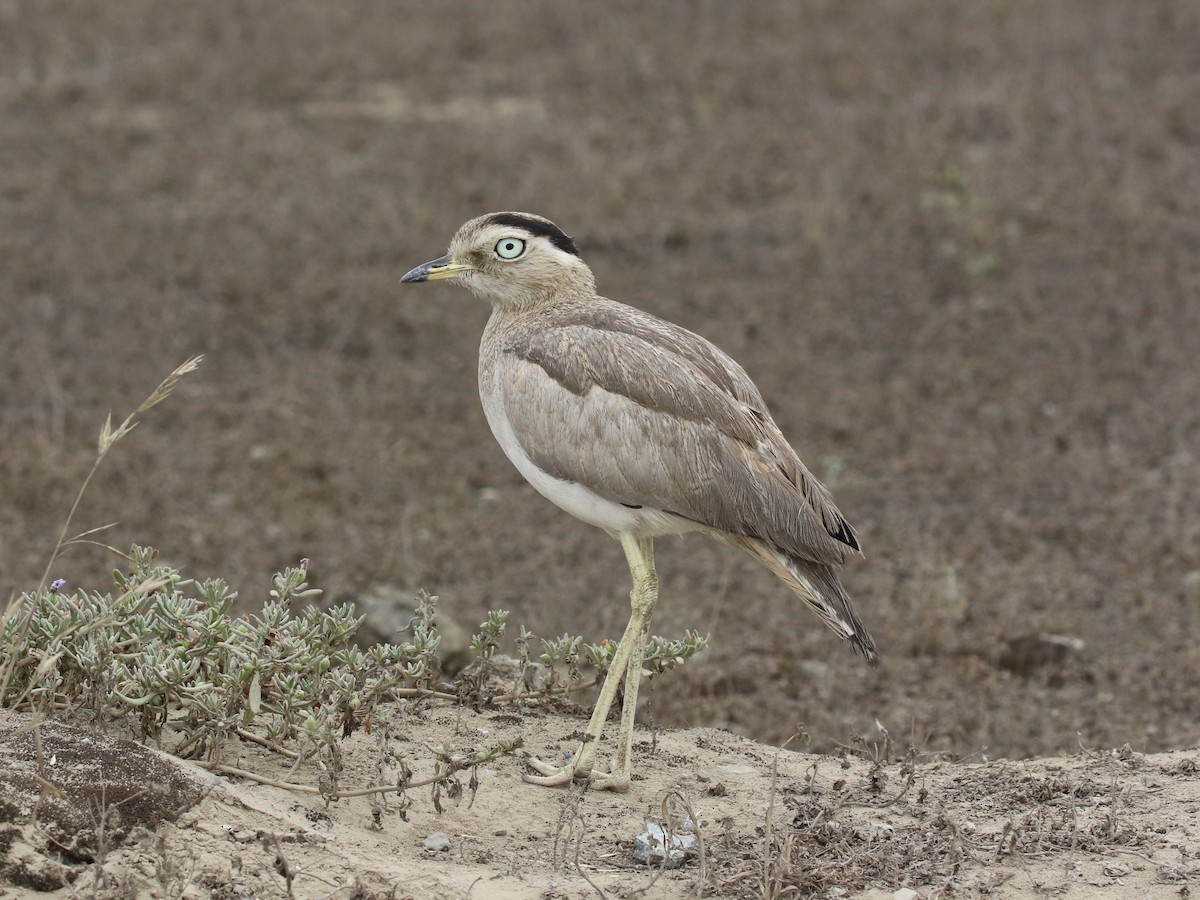 Peruvian Thick-knee - ML645446171