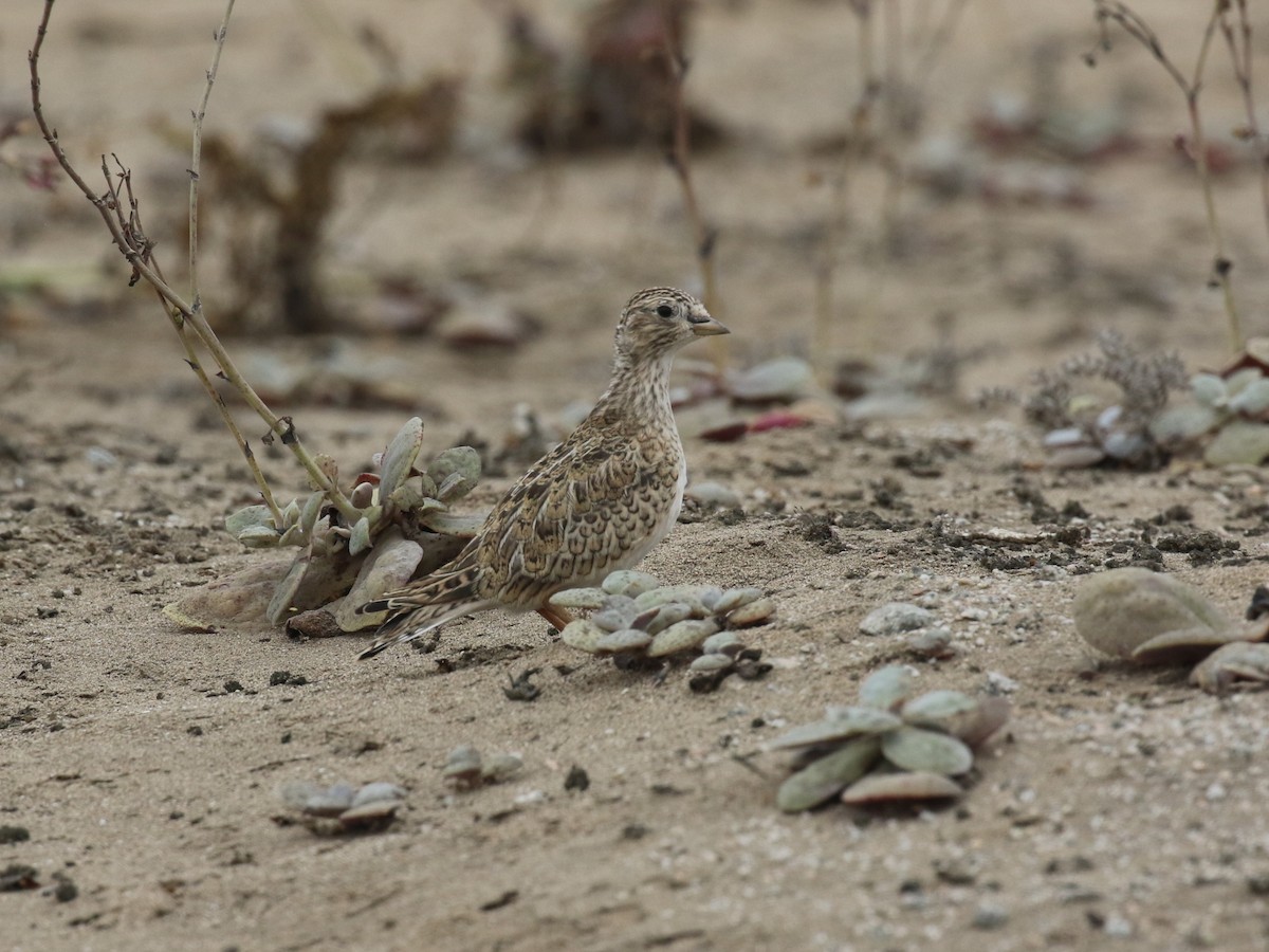 Least Seedsnipe - ML645446178