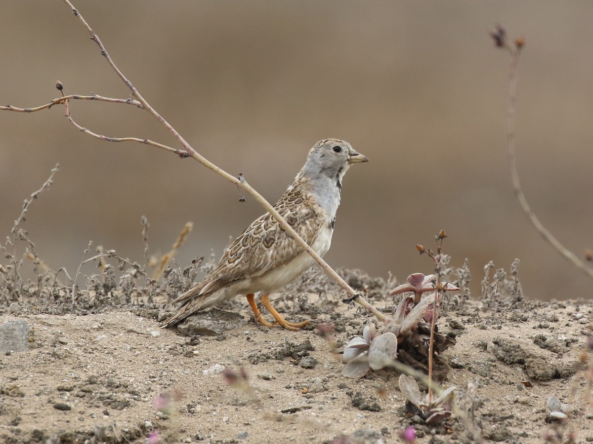 Least Seedsnipe - ML645446179