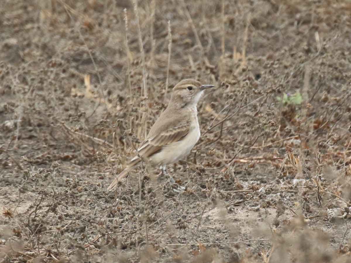 Coastal Miner - ML645446185
