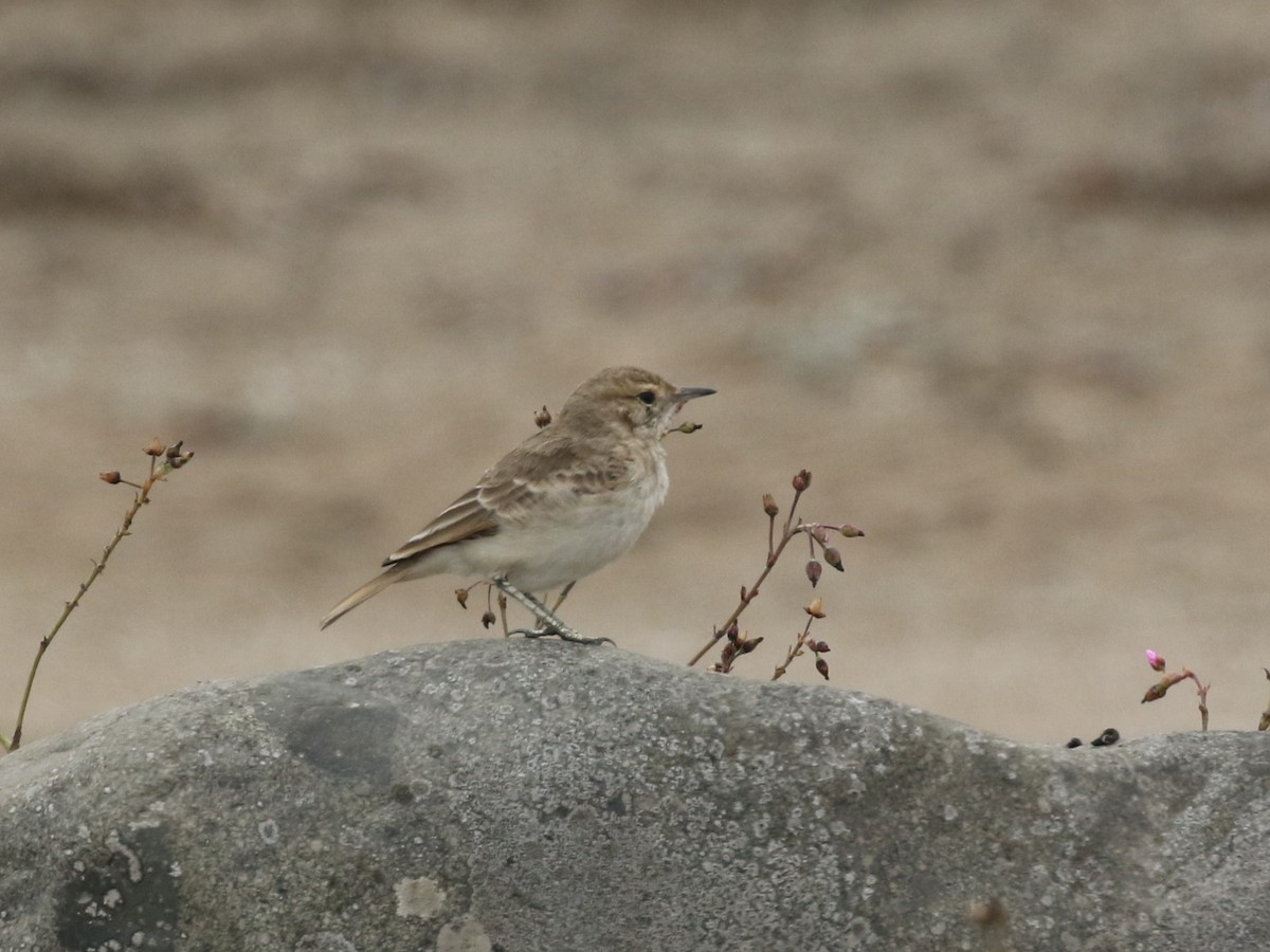 Coastal Miner - ML645446186