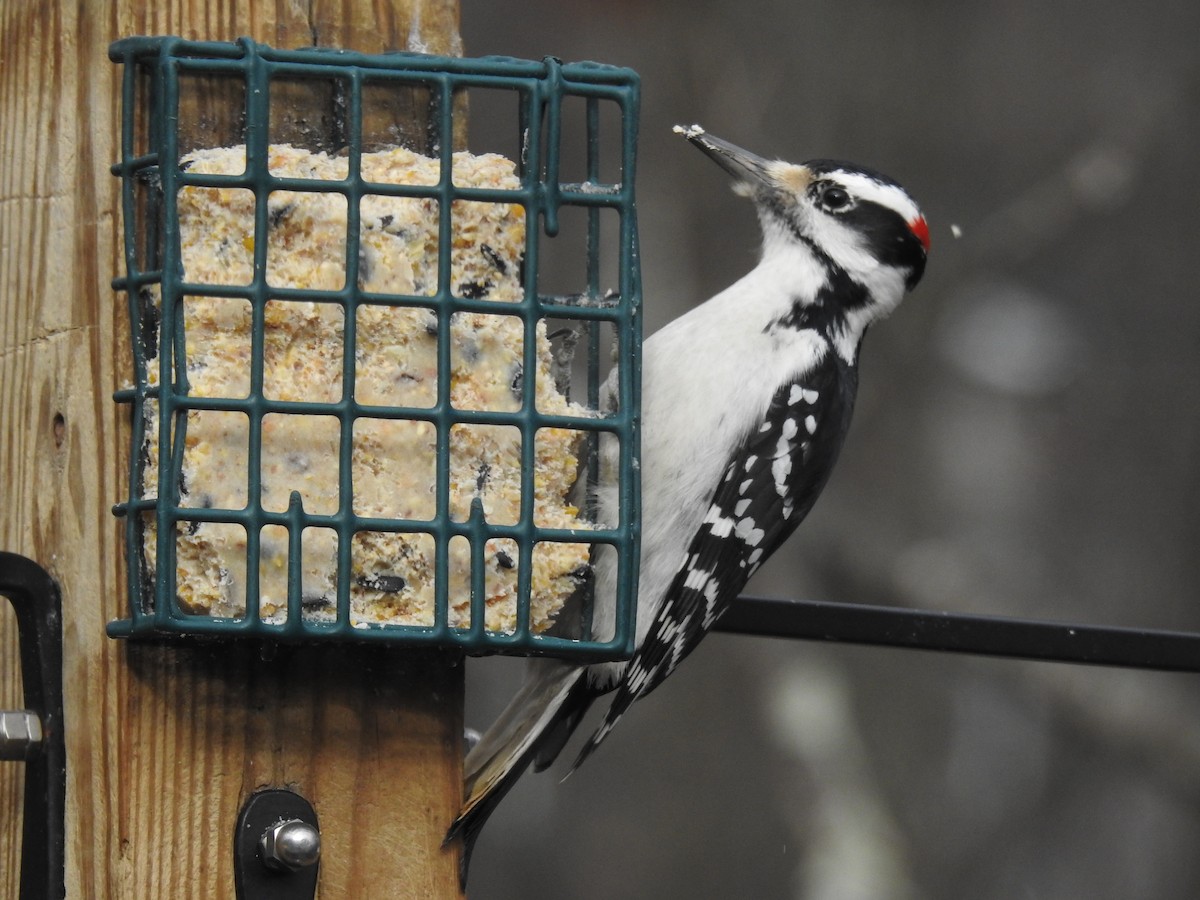 Hairy Woodpecker - ML645446188
