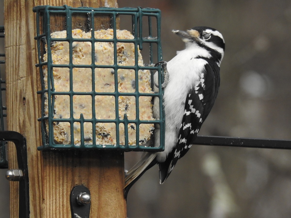 Hairy Woodpecker - ML645446189