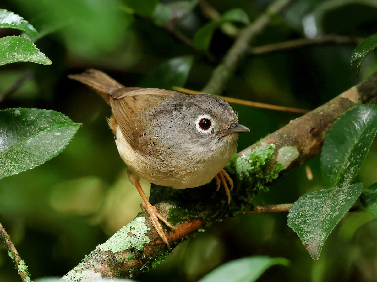 メジロチメドリ - ML645446190