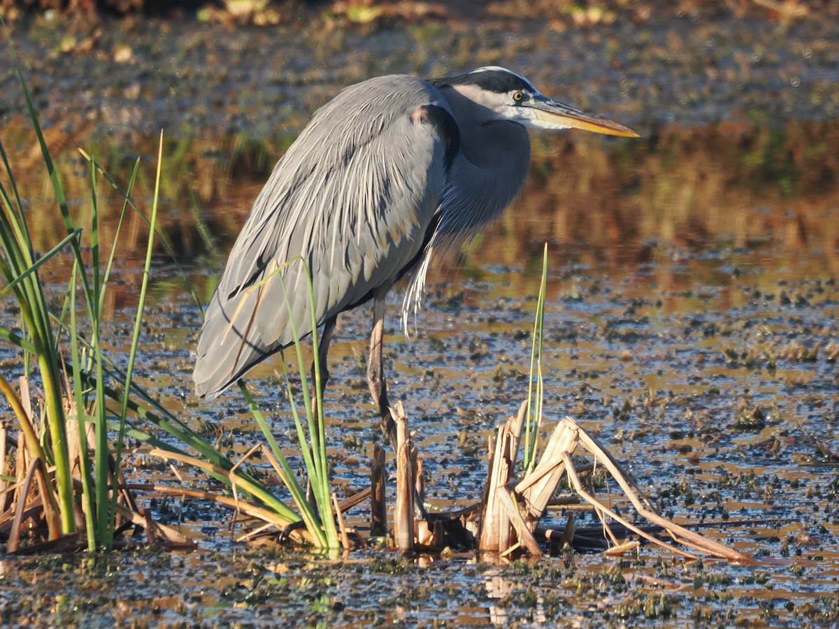 Great Blue Heron - ML645446191
