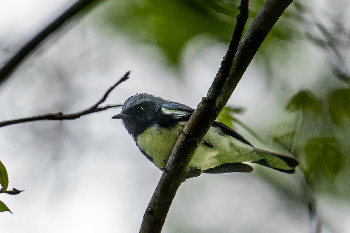 Black-throated Blue Warbler - ML645446192