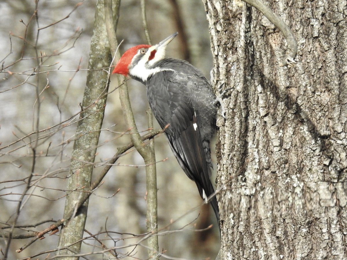 Pileated Woodpecker - ML645446196