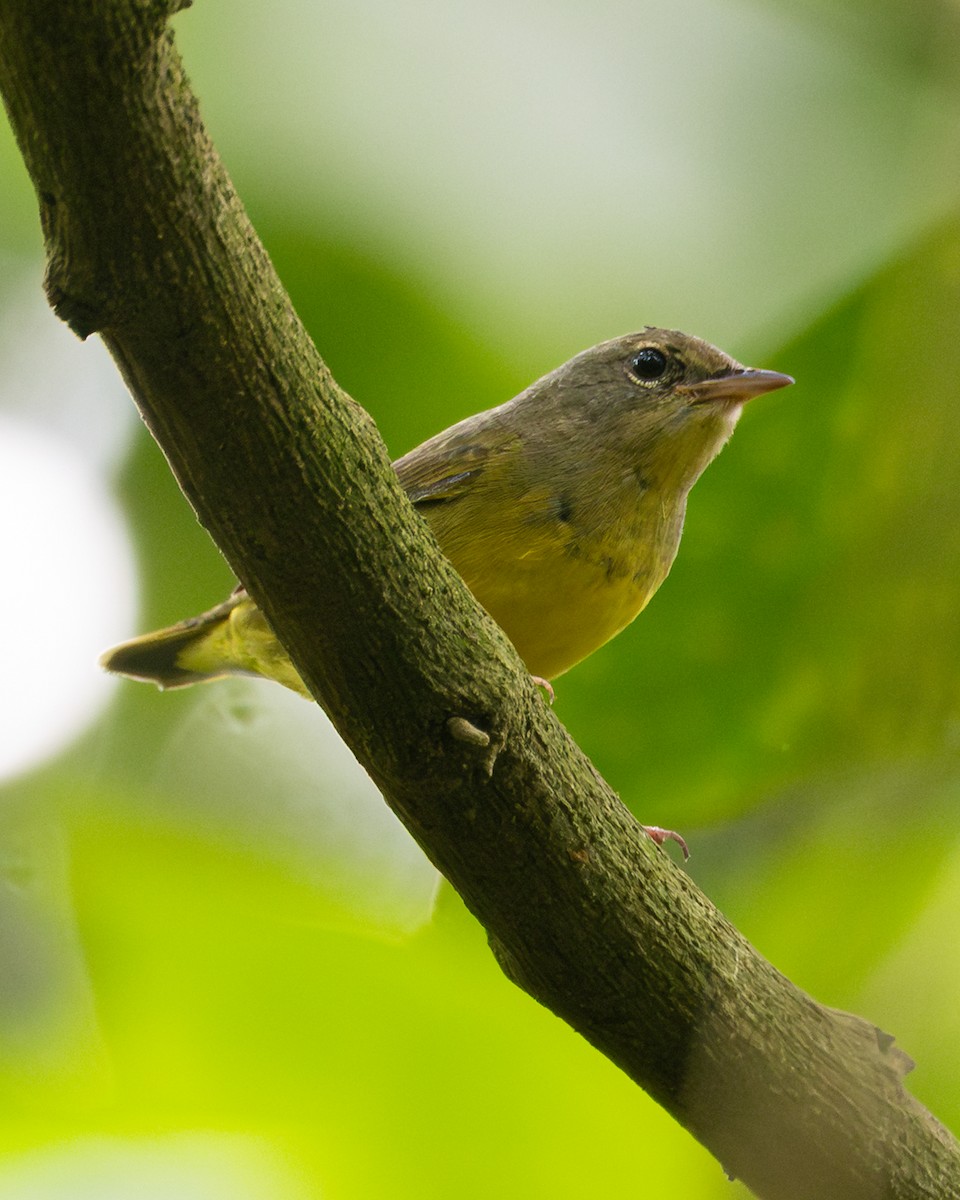 Цитринка чорновола - ML645446201