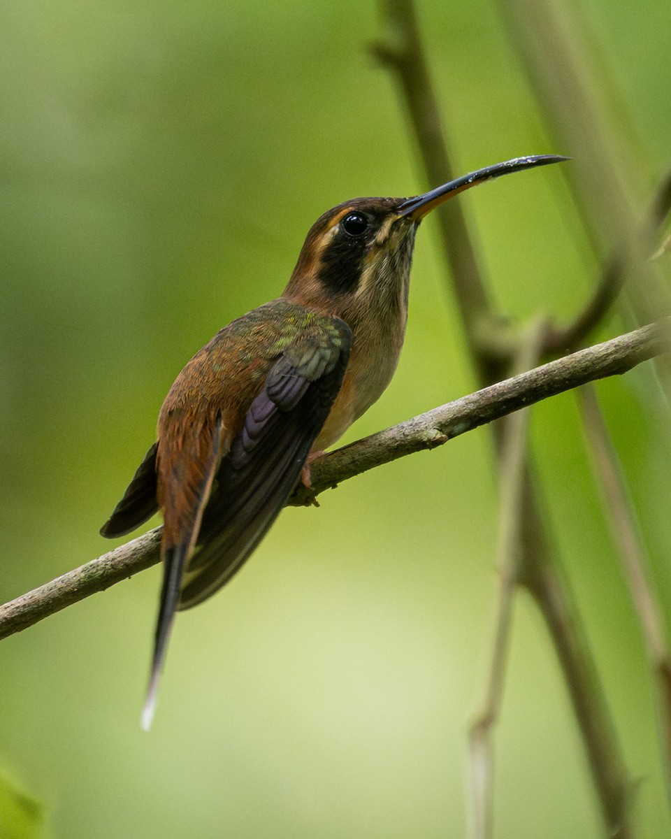 stripestrupeeremitt - ML645446203