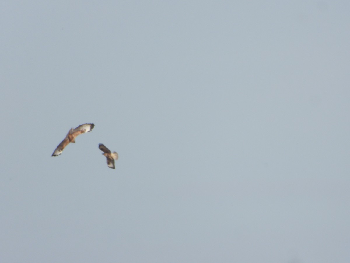 ørnvåk - ML645446207