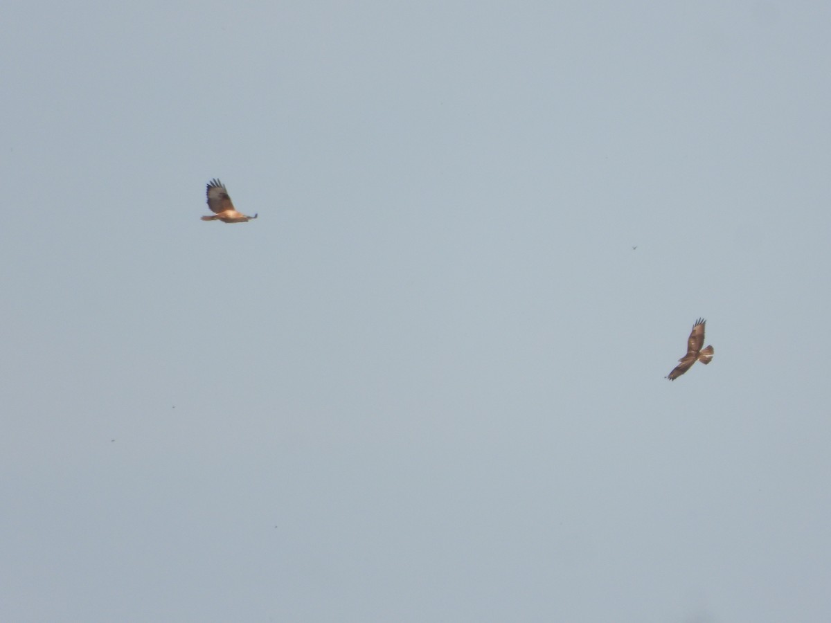 ørnvåk - ML645446208