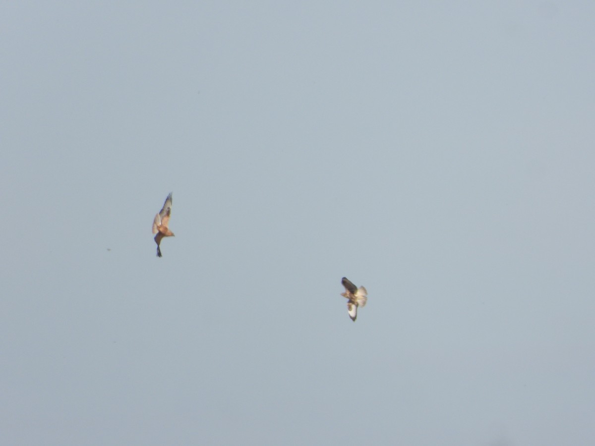 ørnvåk - ML645446209