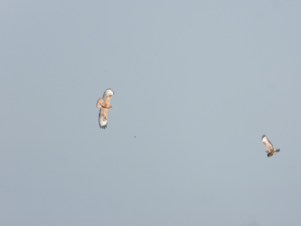 ørnvåk - ML645446210