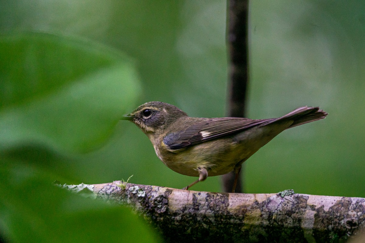 Black-throated Blue Warbler - ML645446222